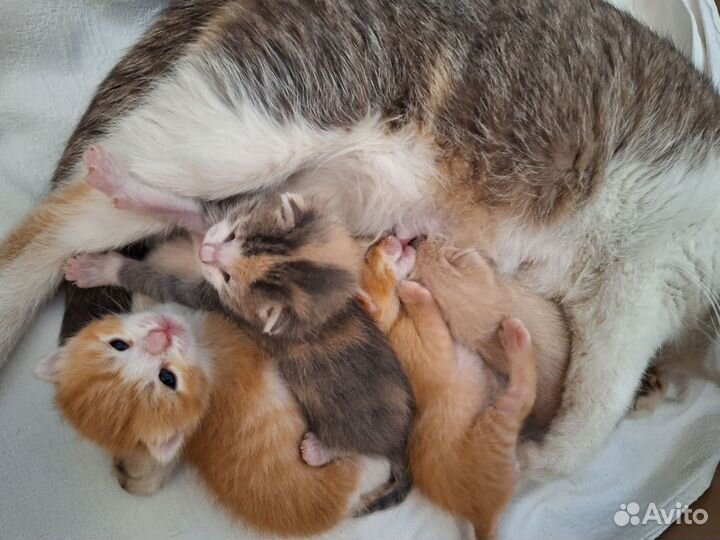 Котята в добрые руки мальчики рыжие
