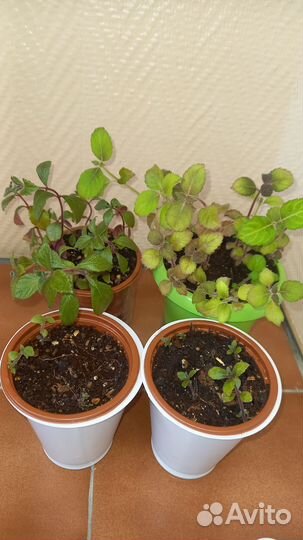 Продам ахименесы