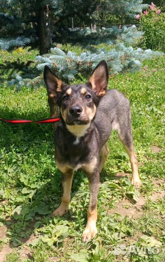 Собака Эста в добрые руки