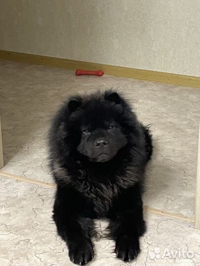 Чау-чау вязка