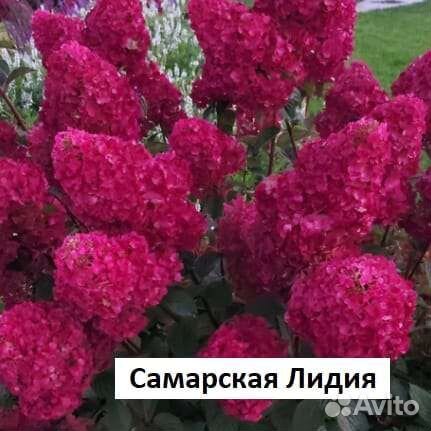 Гортензия метельчатая