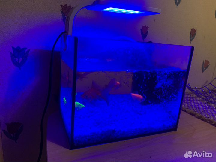 Аквариум с рыбками