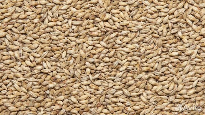 Солод светлый ячменный