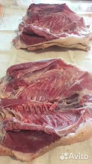 Утки домашние