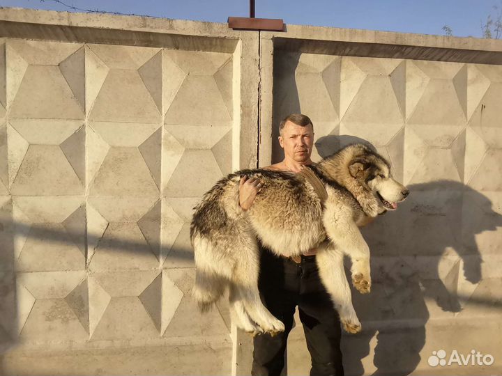 Щенки аляскисы