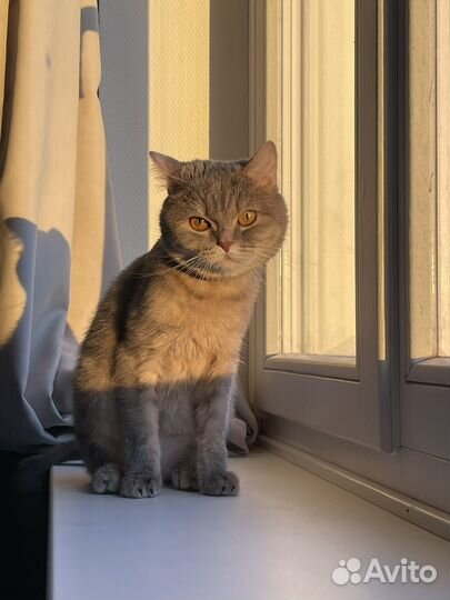 Шотландская кошка