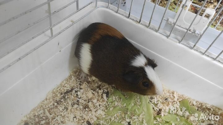 Морские свинки