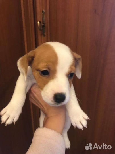 Джек Рассел терьер