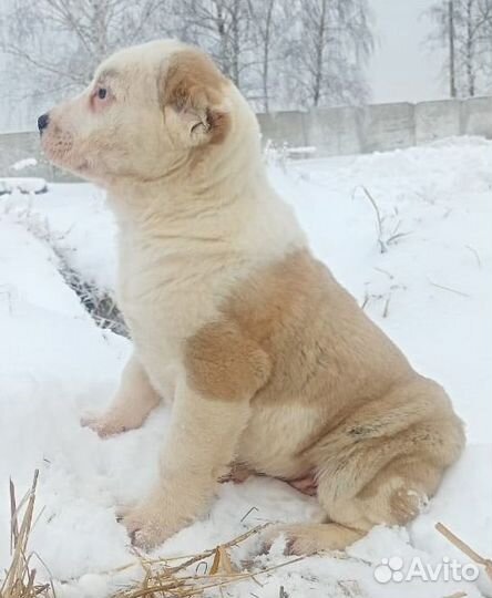 Вязка Алабая