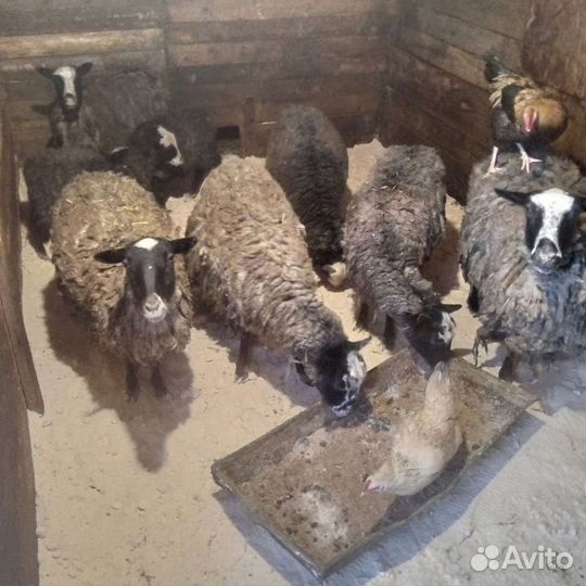 Овцы бараны ягнята оптом