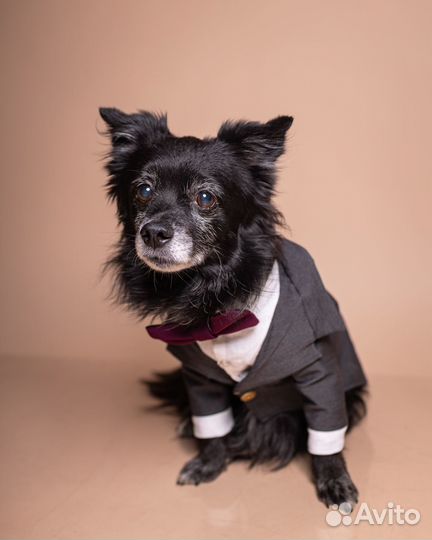 Одежда для собак всех пород