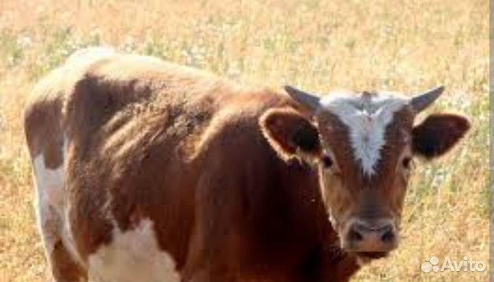 Быки симменталы