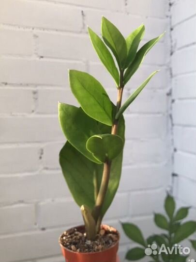 Замиокулькас