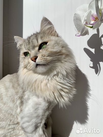 Сибирский кот Барсик