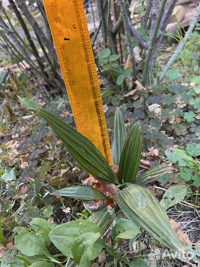 Пальмы веерные (трахикарпус) 15-150 см