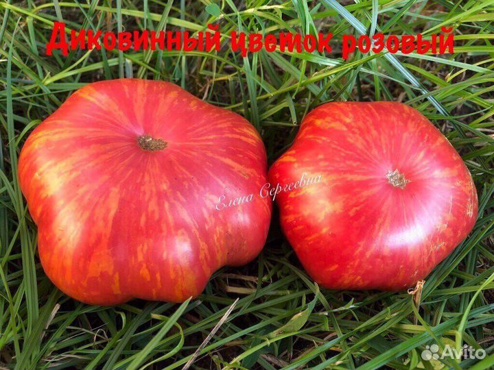 Семена томатов (2)