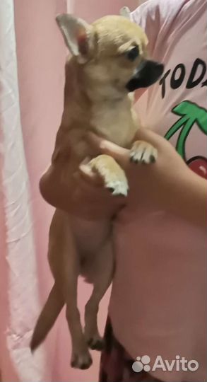 Собака чихуахуа