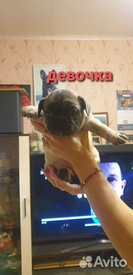 Французский бульдог щенки