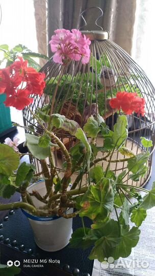 Свежие огурцы