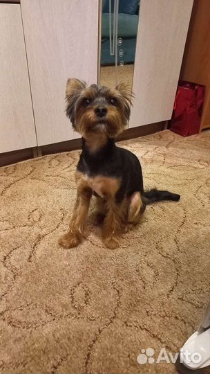 Вязка кобель