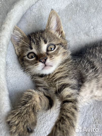 Полосатая тигрица