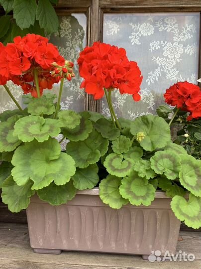 Пеларгония герань