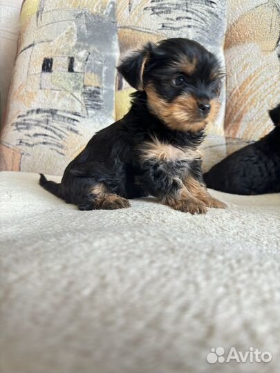 Йоркширский терьер