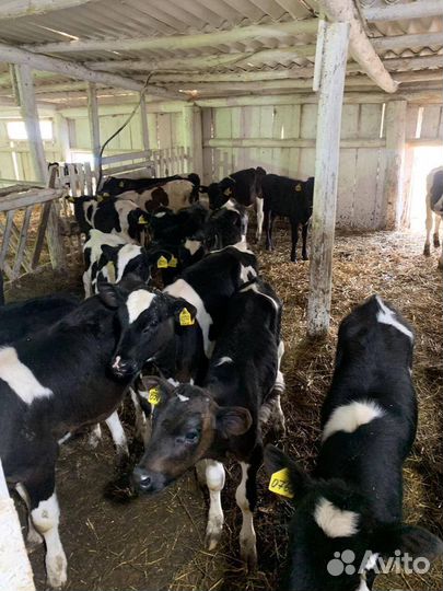 Телята, телки и бычки