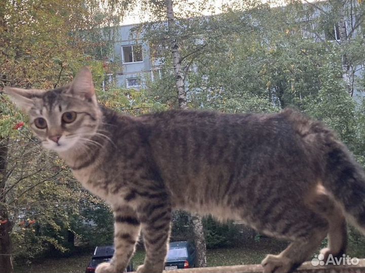 Кошка в добрые руки бесплатно