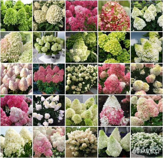 Гортензия метельчатая и древовидная