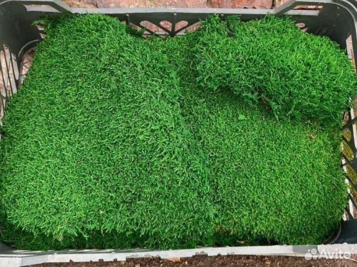 Стабилизированный мох ягель