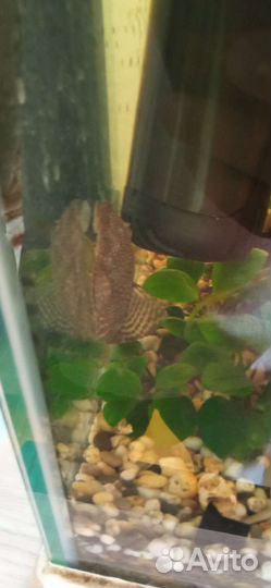 Анциструсы сомики