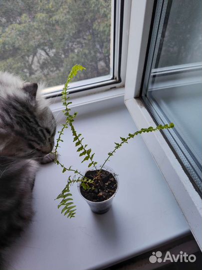 Папоротник нефролепис