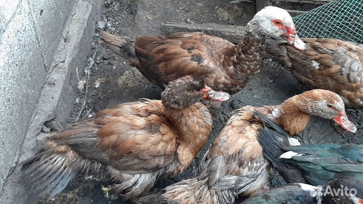 Мускусные утки тяжелые линии