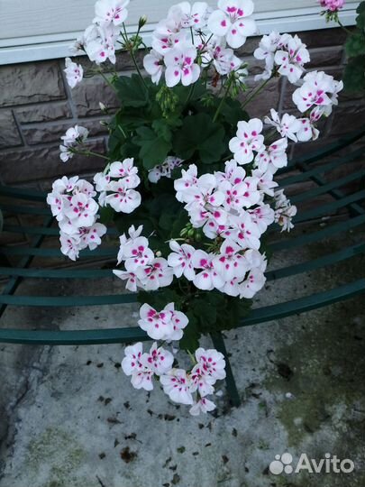 Диффенбахия