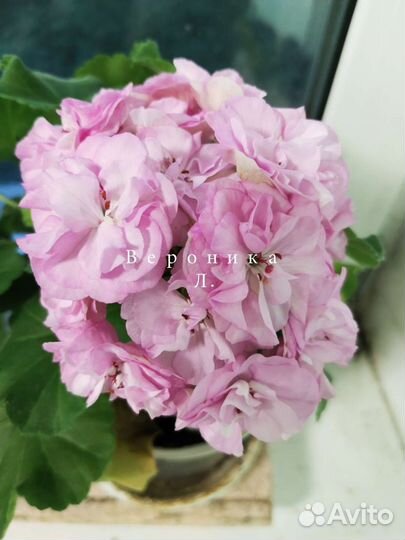 Пеларгонии сортовые Уг Айгуль, юв Даная и др