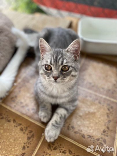 Котенок мальчик