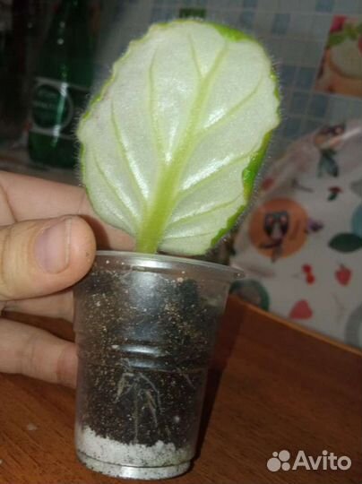 Фиалка бордовая