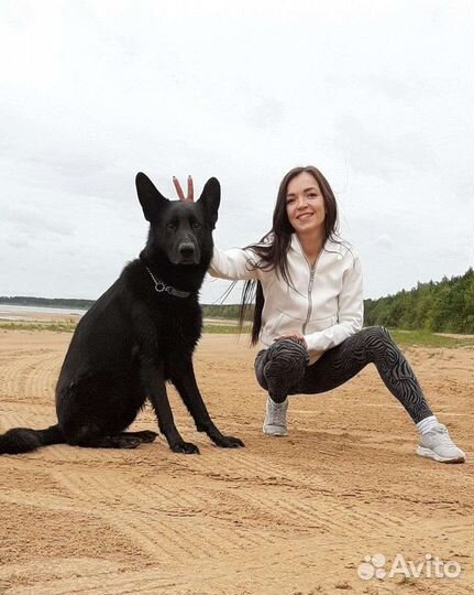 Передержка домашних животных