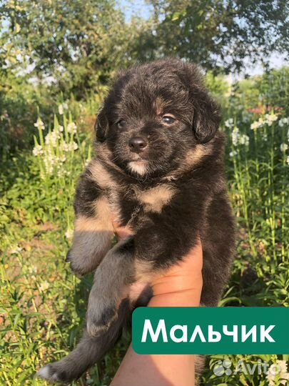 Щенки в добрые руки