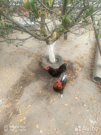 Карликовые петухи