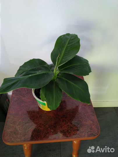 Банан Киевский карлик