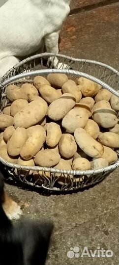 Домашние куриные яйца