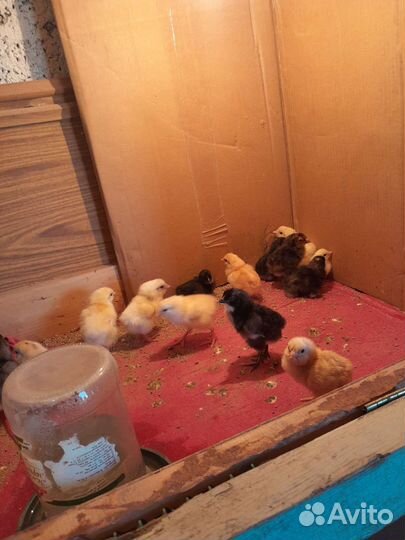 Цыплята суточные