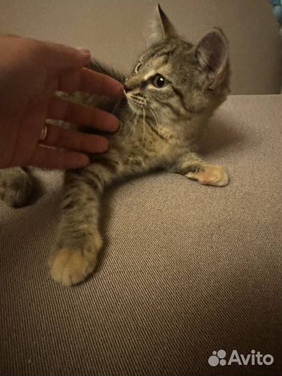 Домашние животные котята бесплатно