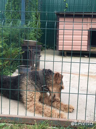 Эрдельтерьер