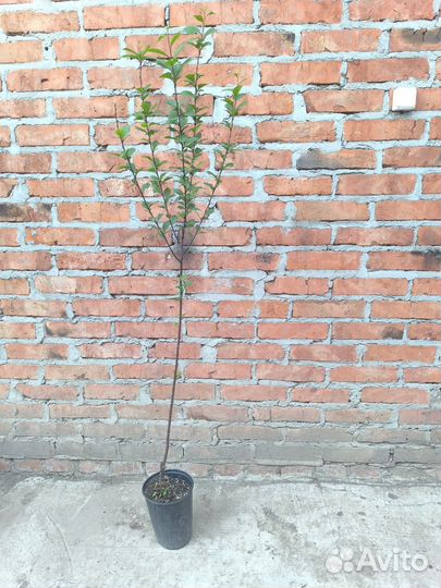 Миндаль декоративный Луизиания трёхлопастная