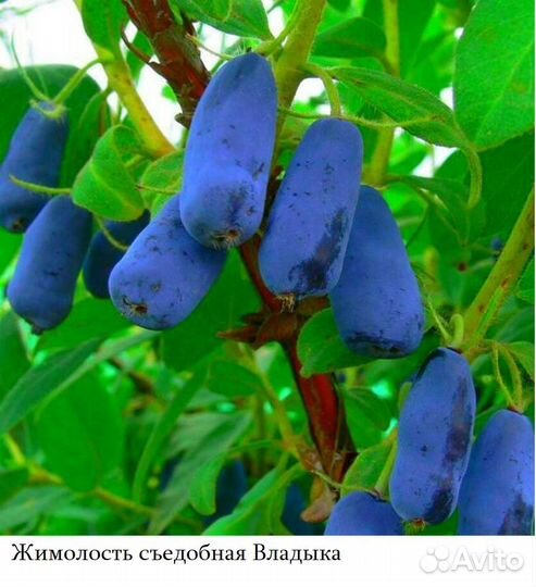 Саженцы жимолости