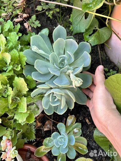 Суккуленты редкие набор садик флорариум