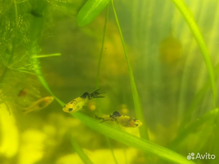 Моллинезии